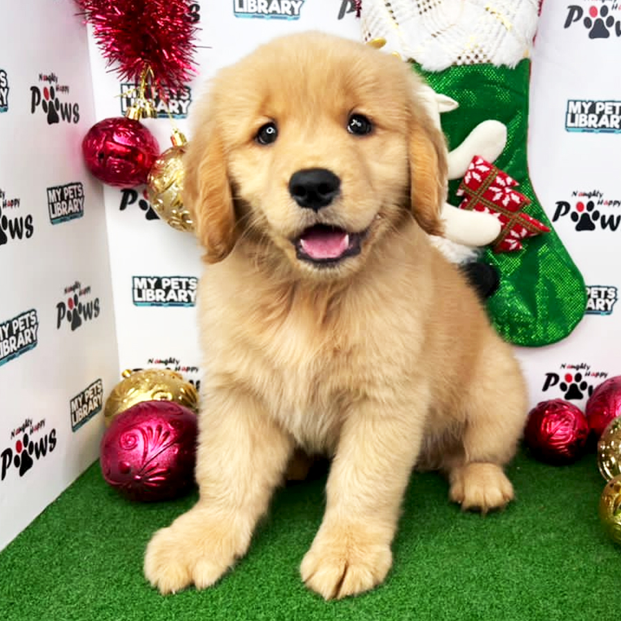 Golden Retriever Puppy (Female) For Sale