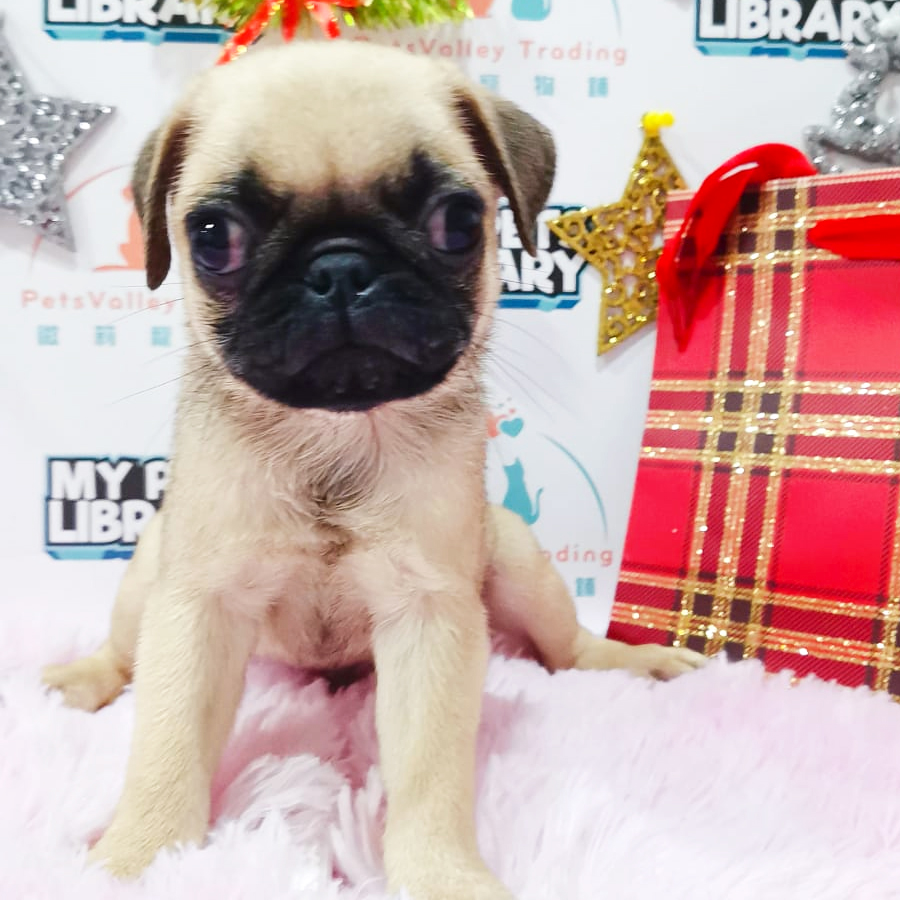 Pug Puppy (Male) For Sale