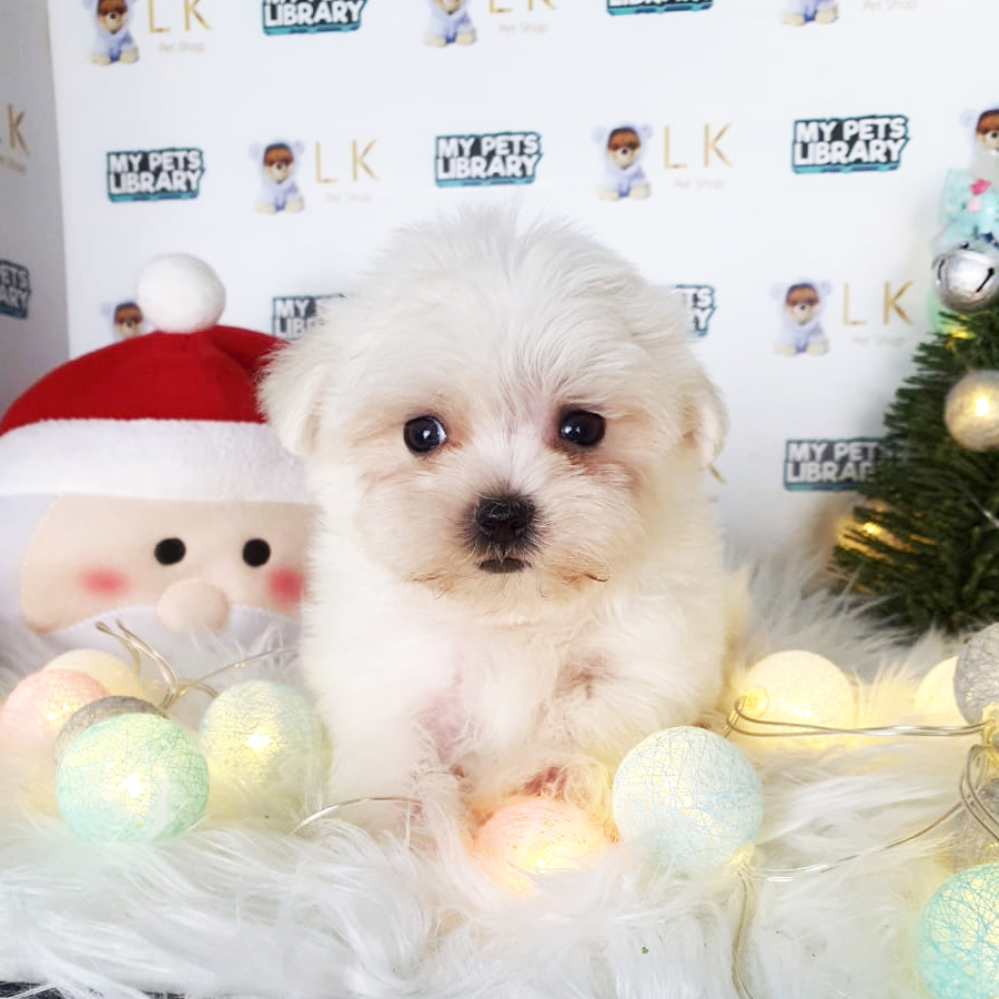 Tiny Maltese Puppy (Male) For Sale