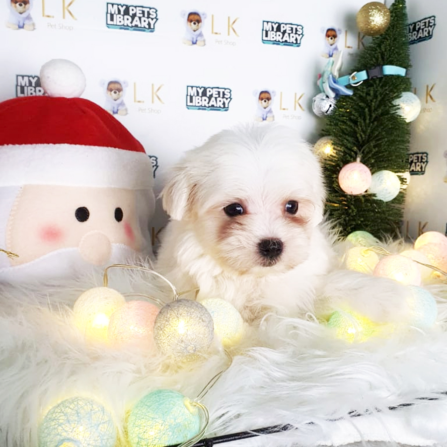Maltese Puppy (Male) For Sale
