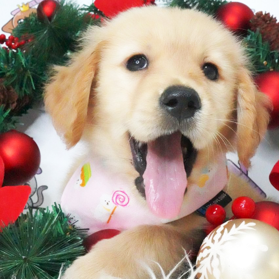 MKA Golden Retriever Puppy (Female) For Sale