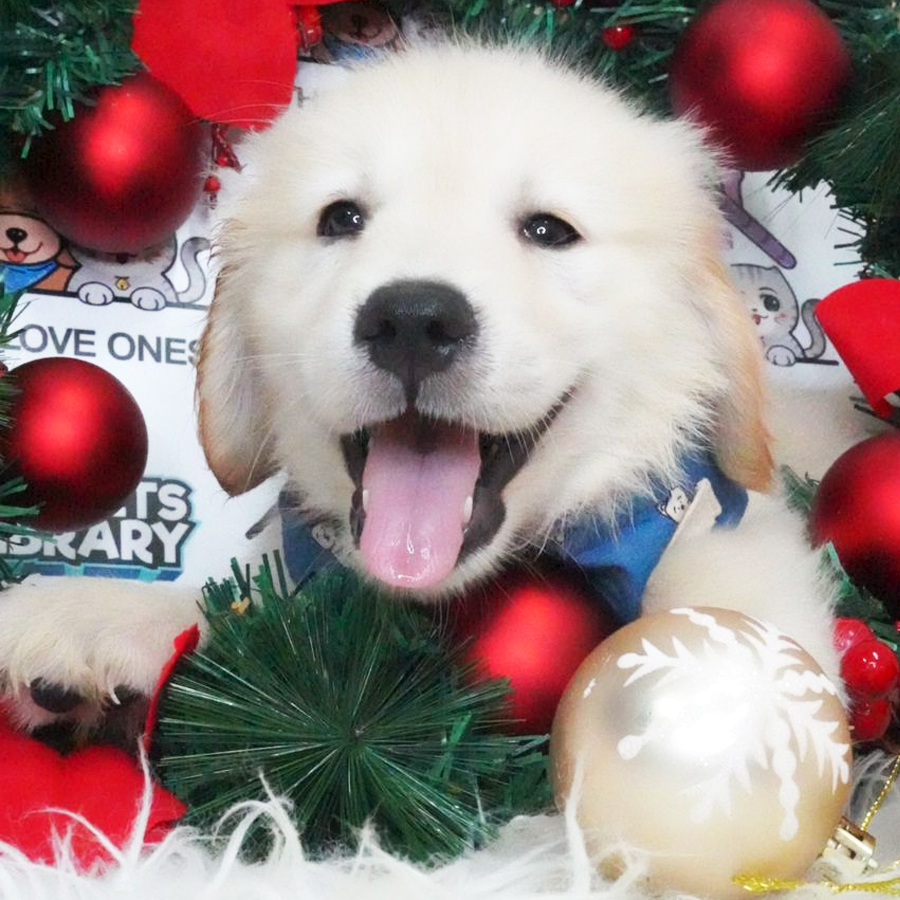 MKA Golden Retriever Puppy (Male) For Sale