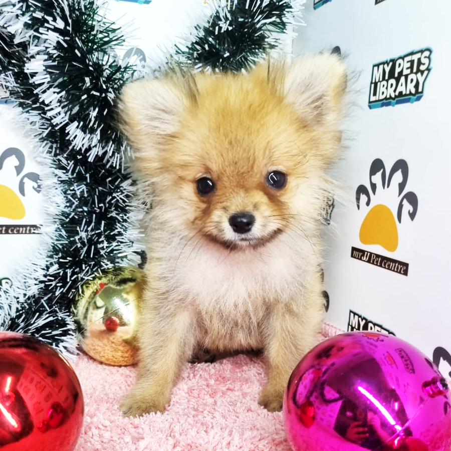 Pomeranian Puppy (Female) For Sale