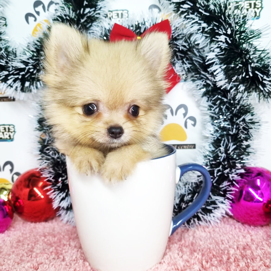 Pomeranian Puppy (Female) For Sale