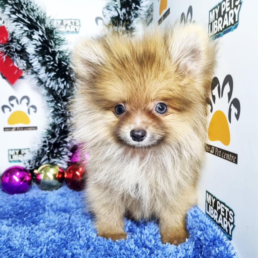 Pomeranian Puppy (Male) For Sale
