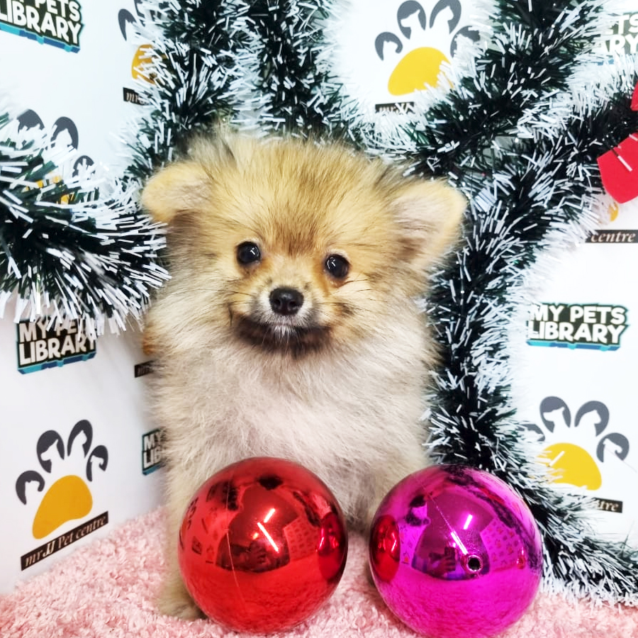 Pomeranian Puppy (Female) For Sale
