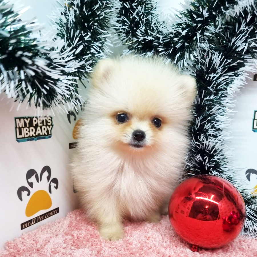 Pomeranian Puppy (Female) For Sale
