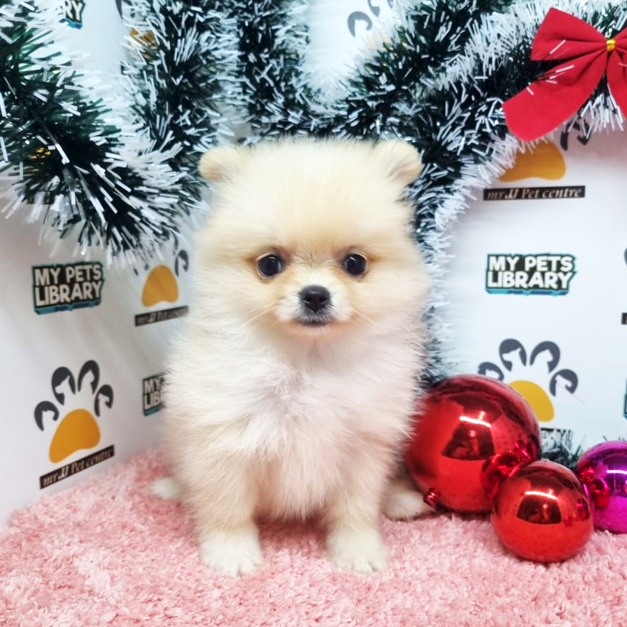 Pomeranian Puppy (Female) For Sale