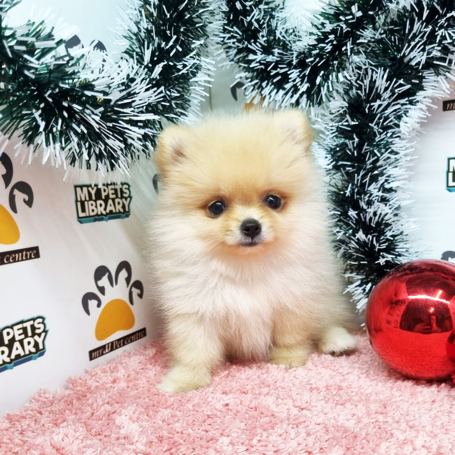 Pomeranian Puppy (Female) For Sale
