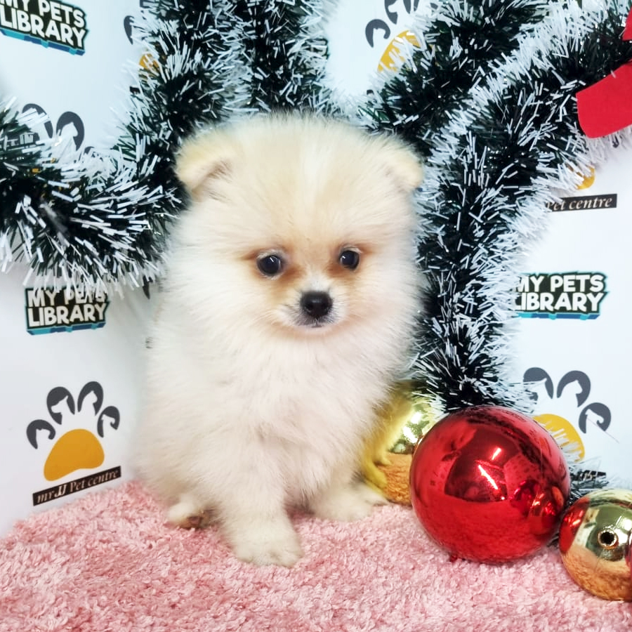 Pomeranian Puppy (Female) For Sale