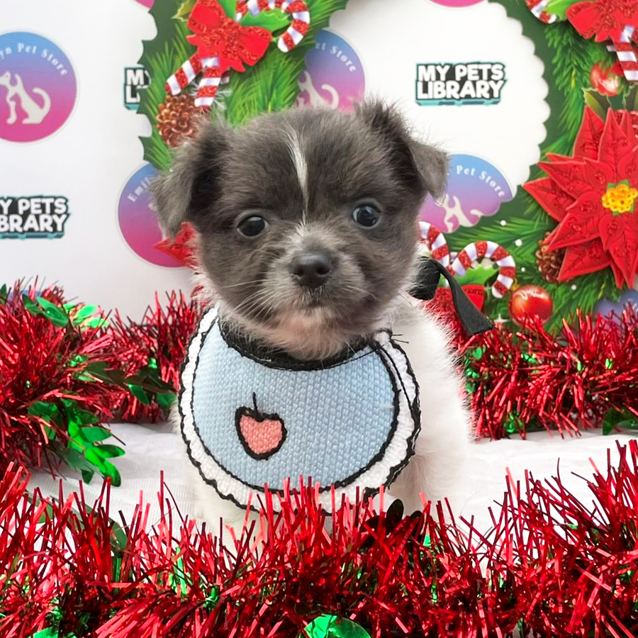 Chihuahua Puppy (Male) For Sale