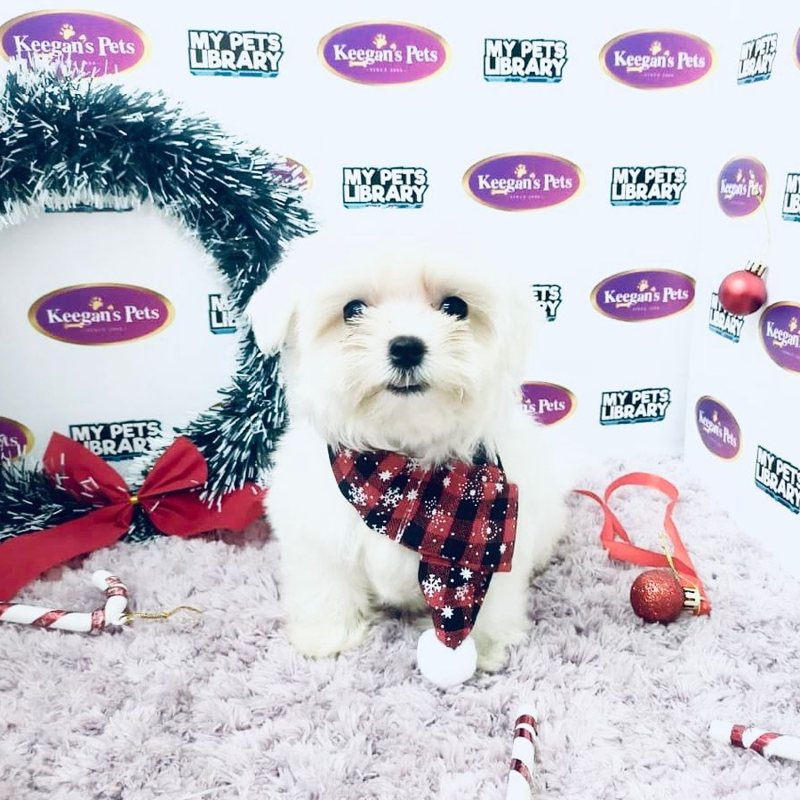 MKA Maltese Puppy (Female) For Sale