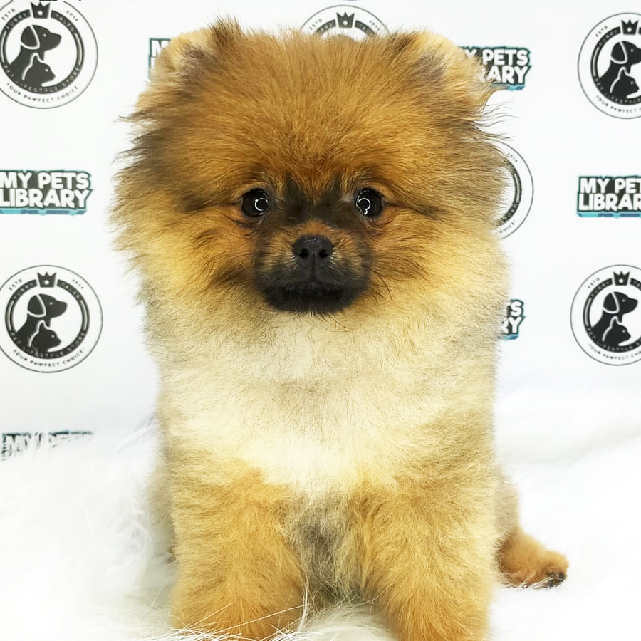 MKA Pomeranian Puppy (Female) For Sale