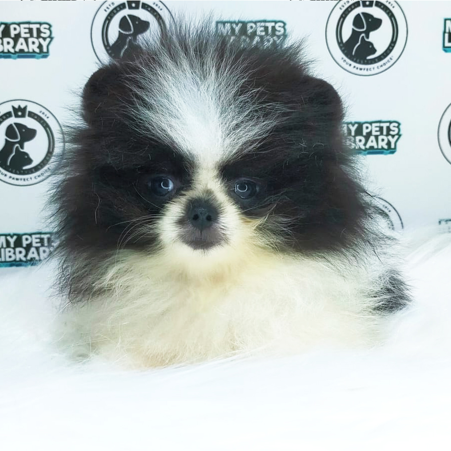 MKA Pomeranian Puppy (Male) For Sale