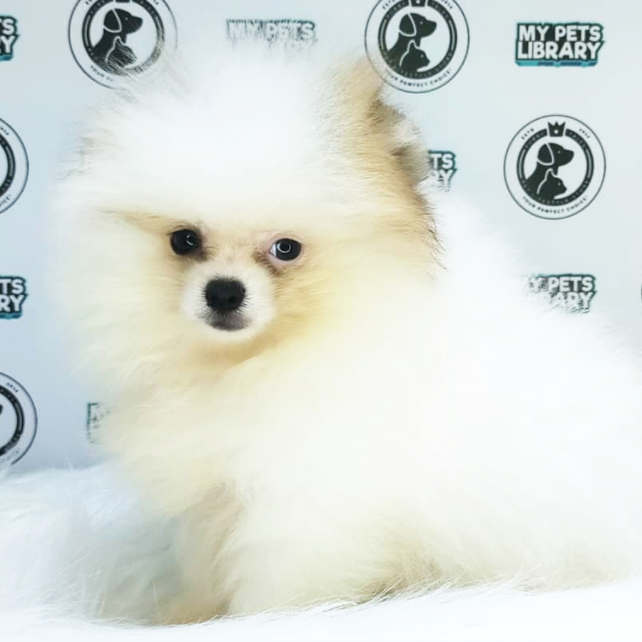 MKA Pomeranian Puppy (Male) For Sale