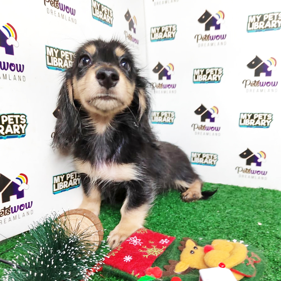 MKA Dachshund Puppy (Male) For Sale