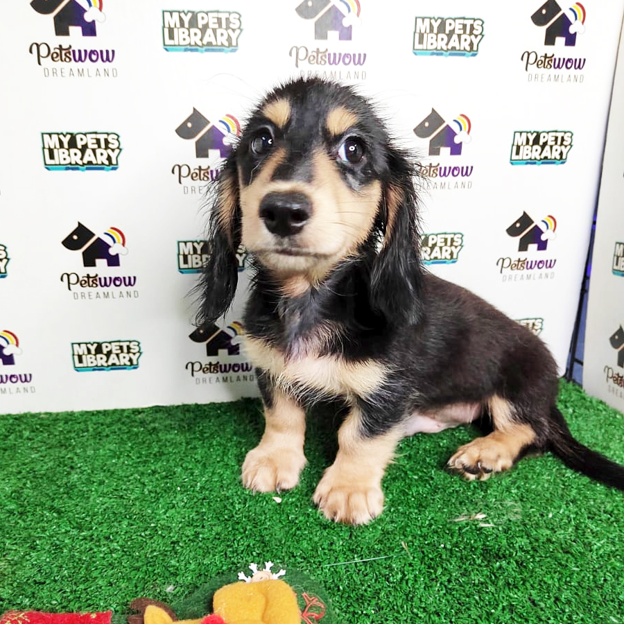 MKA Dachshund Puppy (Female) For Sale