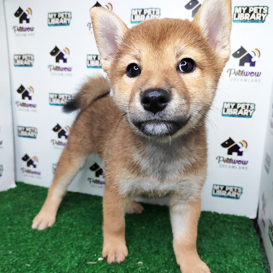 Shiba Inu Puppy (Female) For Sale