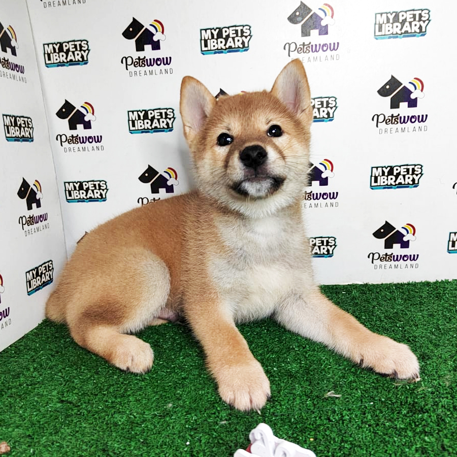 Shiba Inu Puppy (Male) For Sale