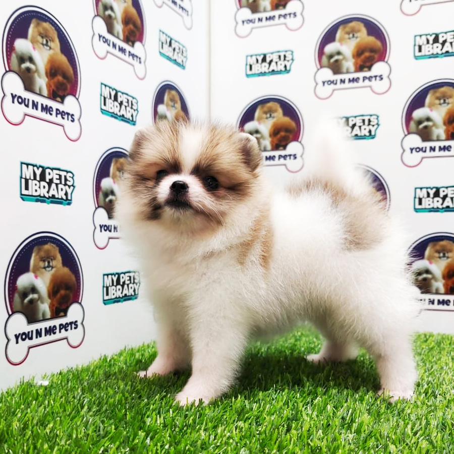 MKA Tiny Pomeranian Puppy (Female) For Sale