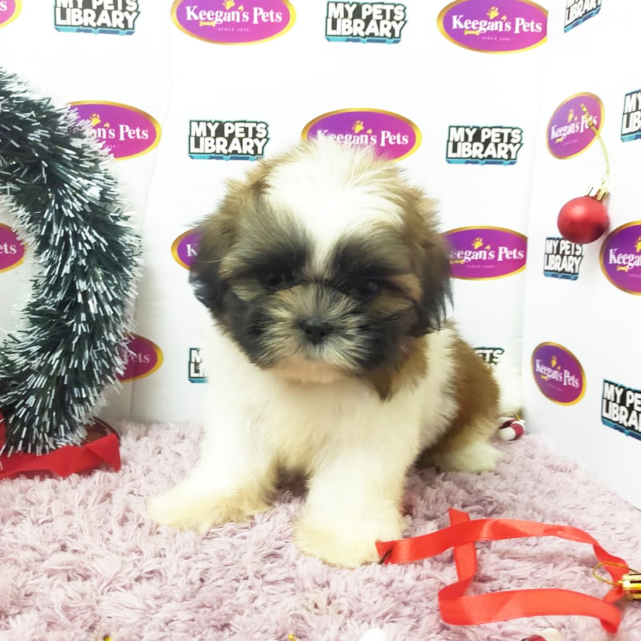 MKA Shih Tzu Puppy (Female) For Sale