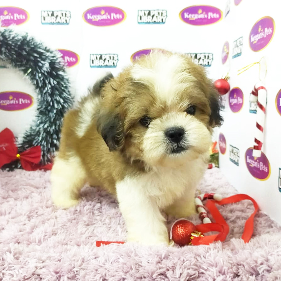 Shihpoo Puppy (Female) For Sale