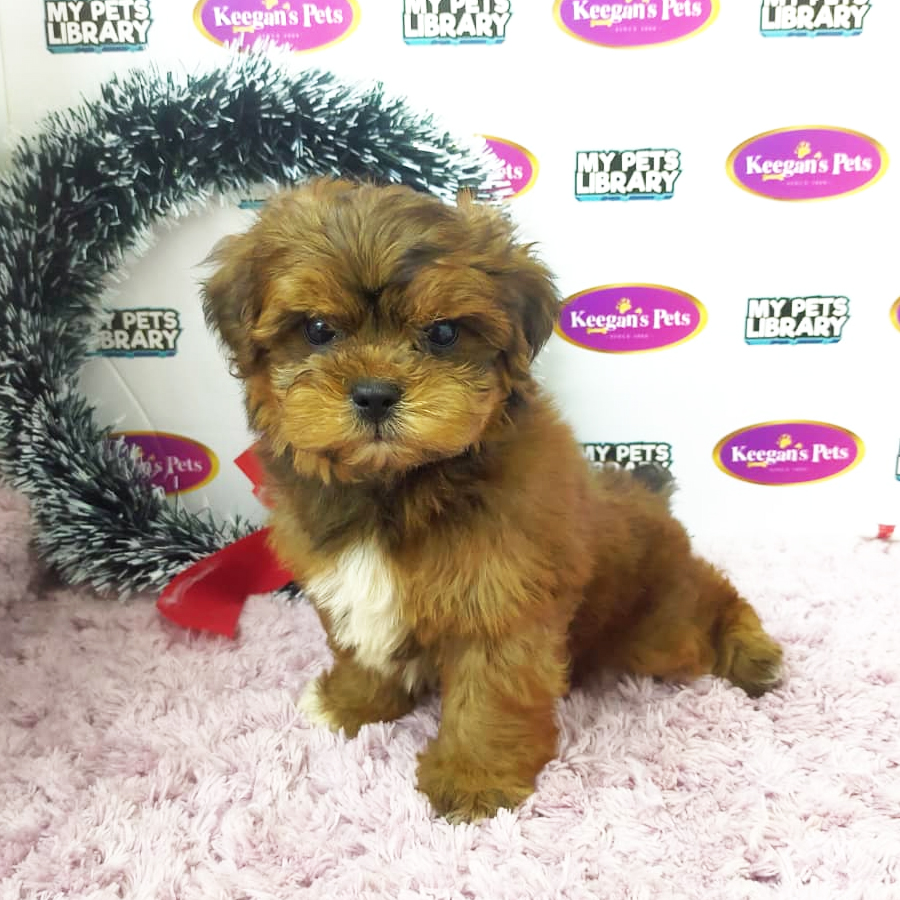 Shihpoo Puppy (Male) For Sale