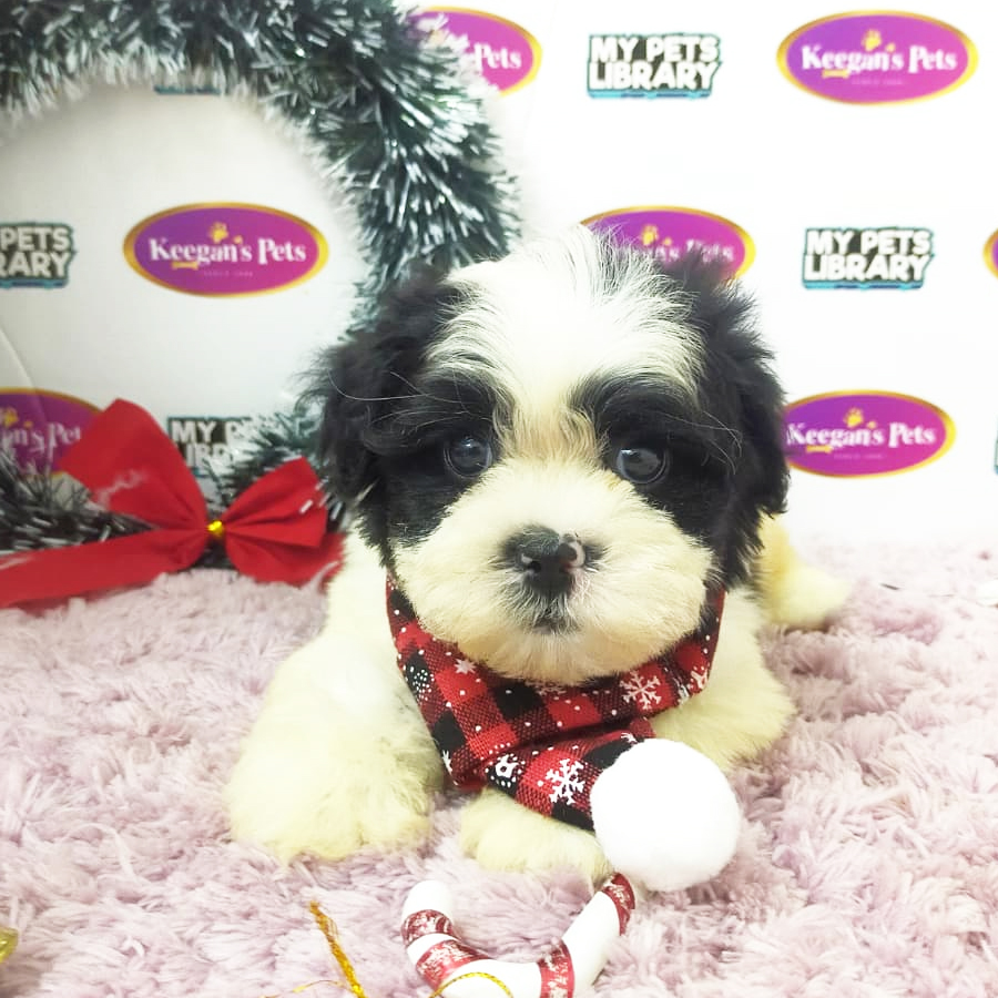 Shihpoo Puppy (Male) For Sale