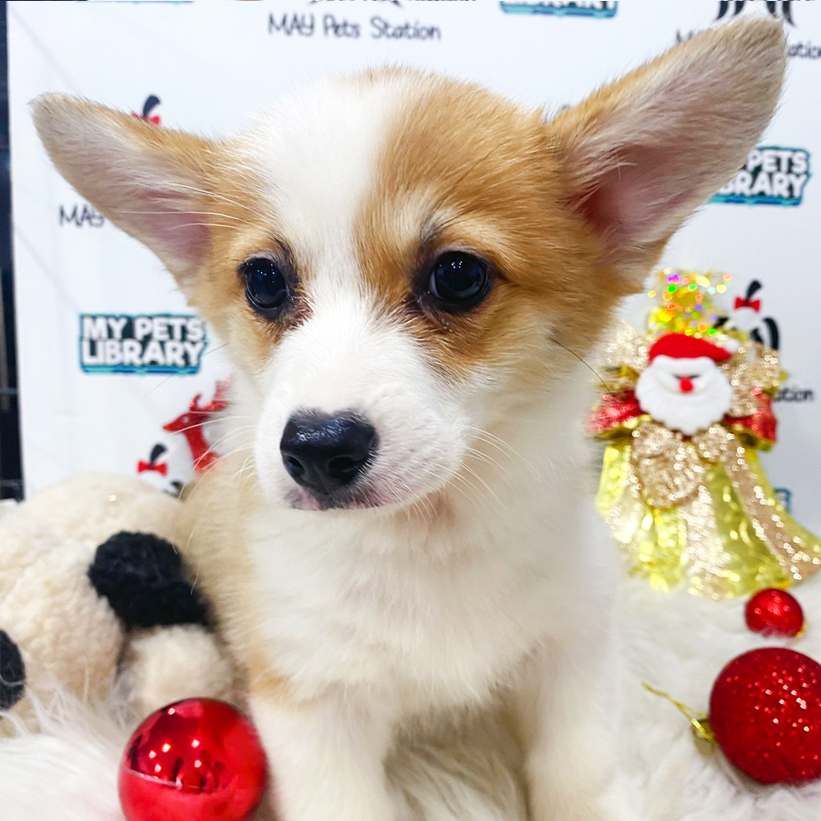 MKA Welsh Corgi Puppy (Female) For Sale