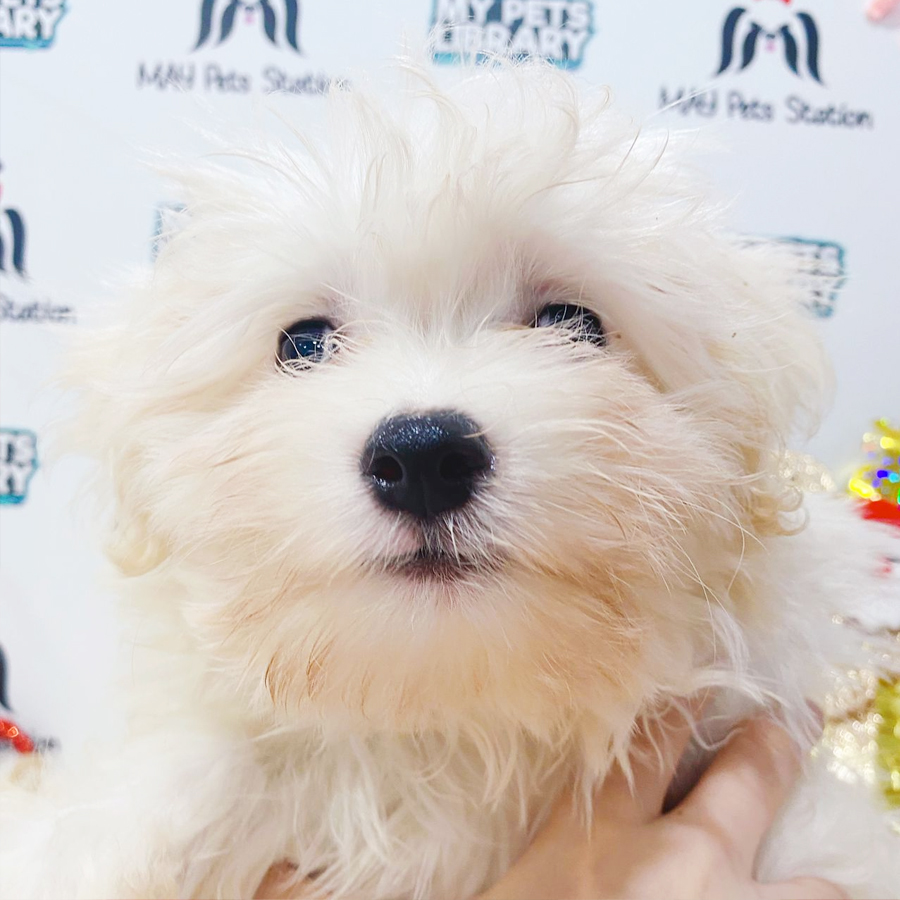 Maltese Puppy (Male) For Sale