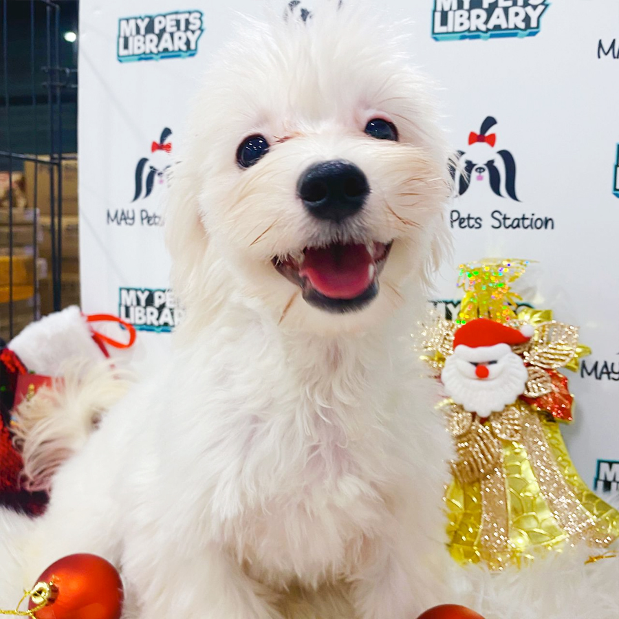 Maltese Puppy (Male) For Sale