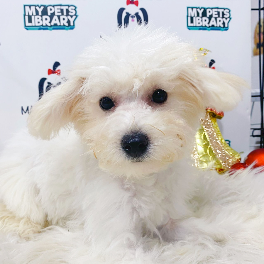 Bichon Frise Puppy (Female) For Sale