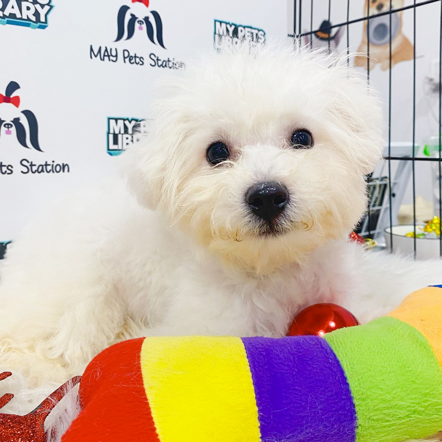 Bichon Frise Puppy (Male) For Sale