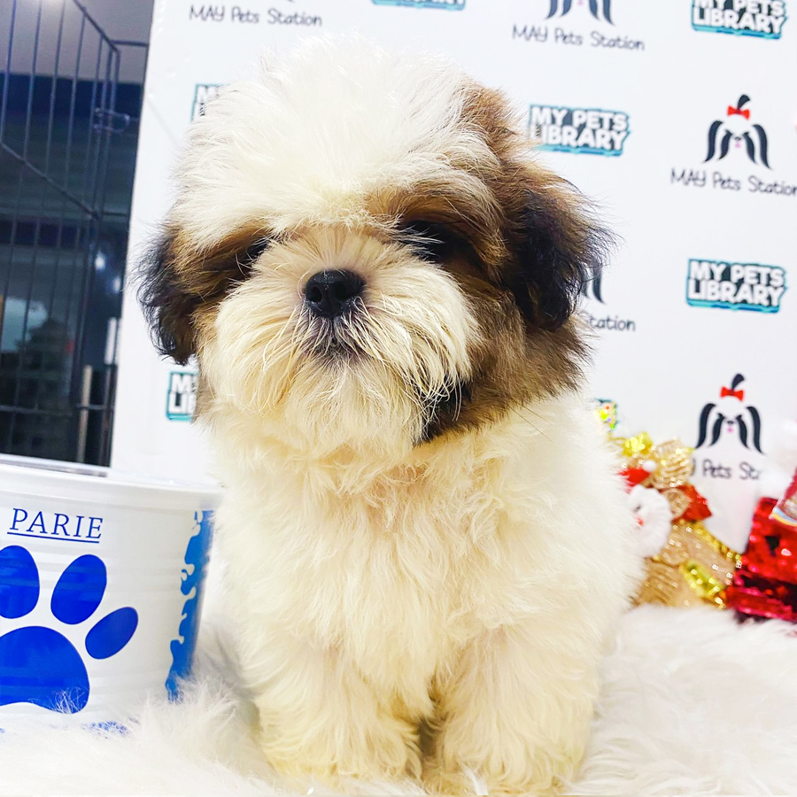 Shih Tzu Puppy (Male) For Sale