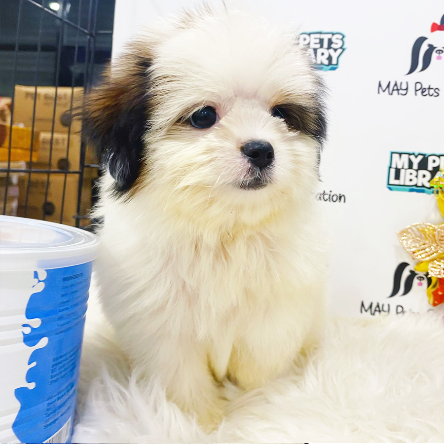 Shih Pom Puppy (Male) For Sale