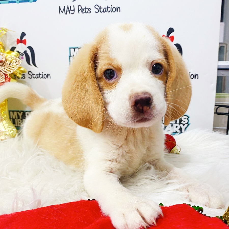 Beagle Puppy (Male) For Sale