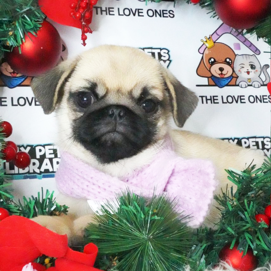 Pug Puppy (Female) For Sale