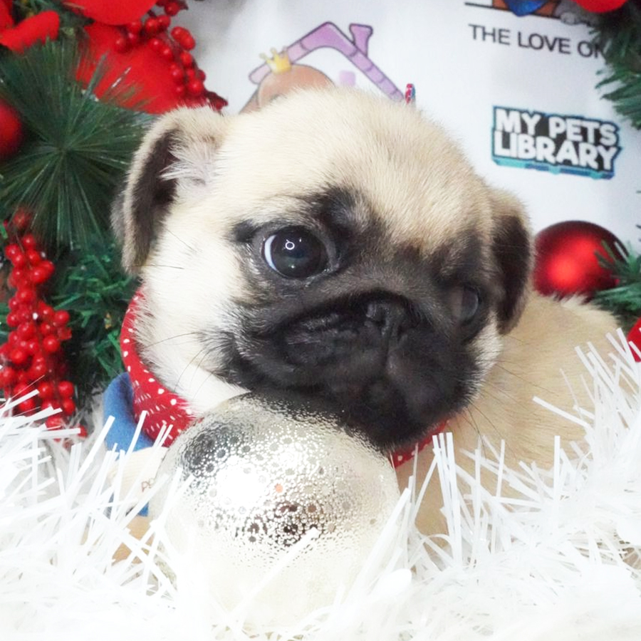 Pug Puppy (Male) For Sale