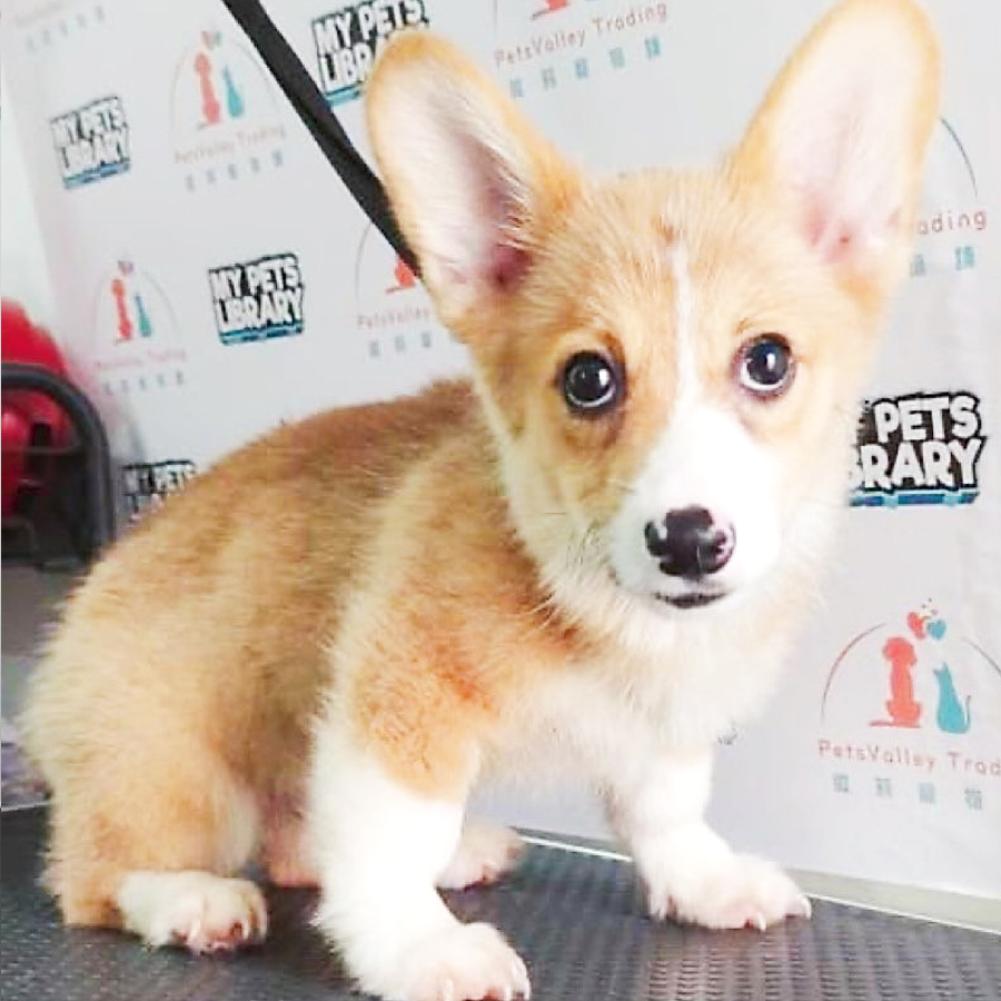 Welsh Corgi Puppy (Male) For Sale