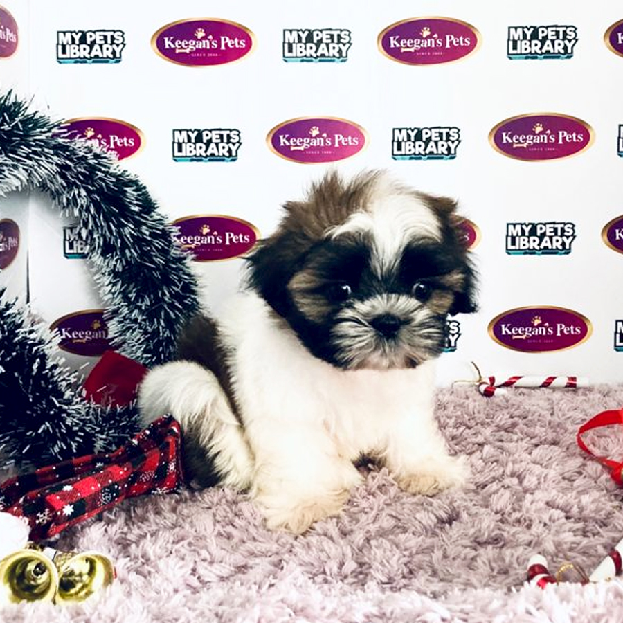 MKA Shih Tzu Puppy (Female) For Sale