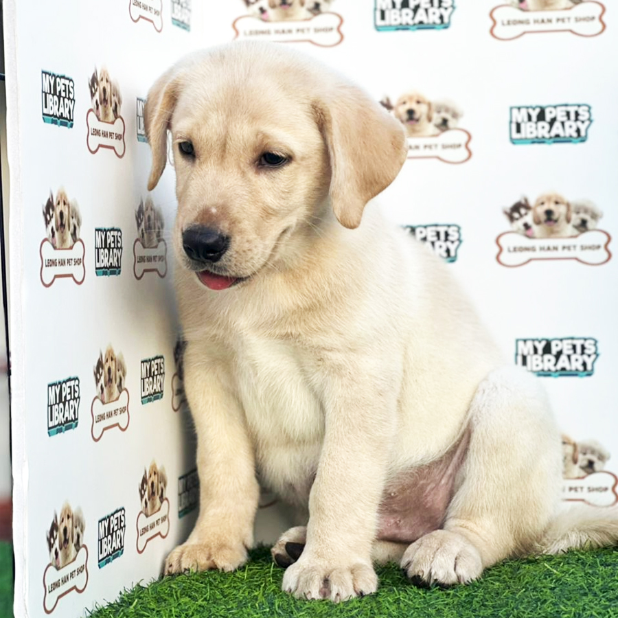 MypetsLibrary Mypetslibrary