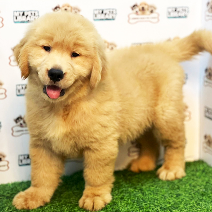 Golden Retriever Puppy (Male) For Sale