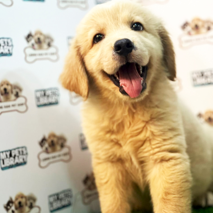 Golden Retriever Puppy (Male) For Sale