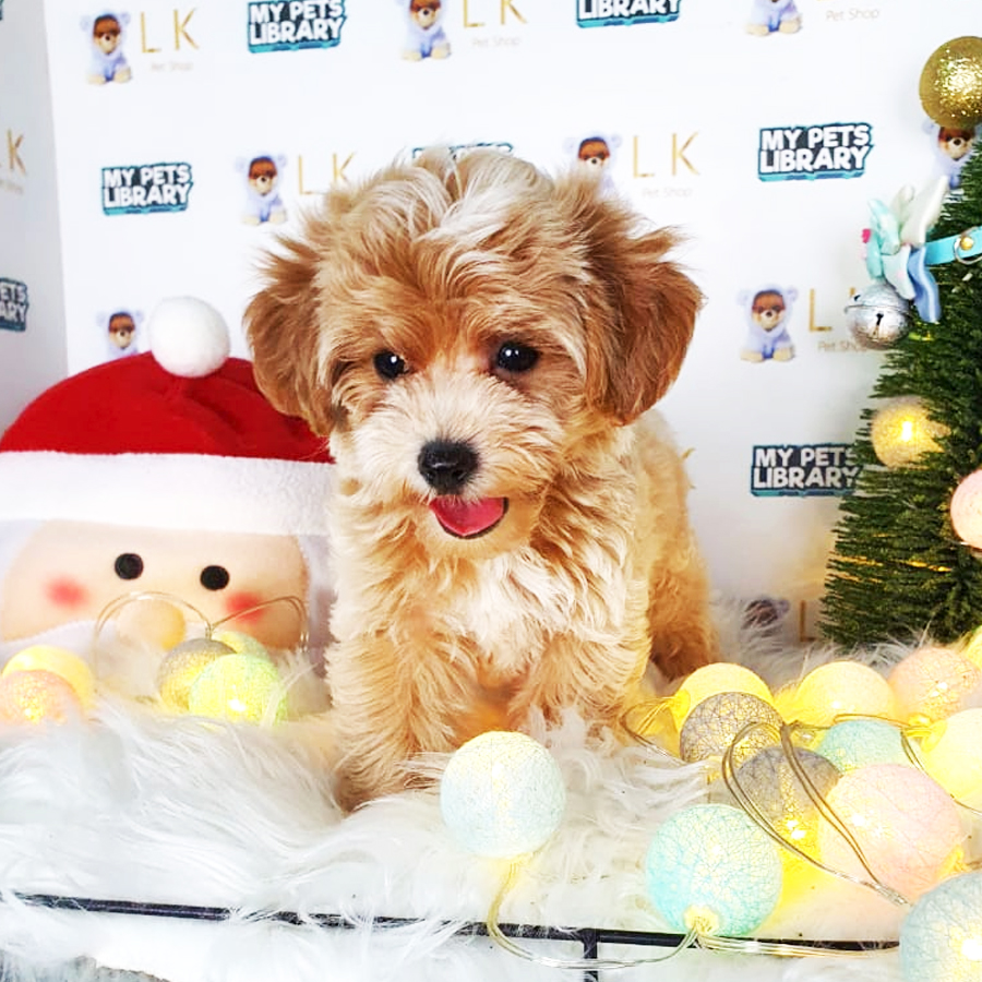 Toy Poodle Puppy (Female) For Sale