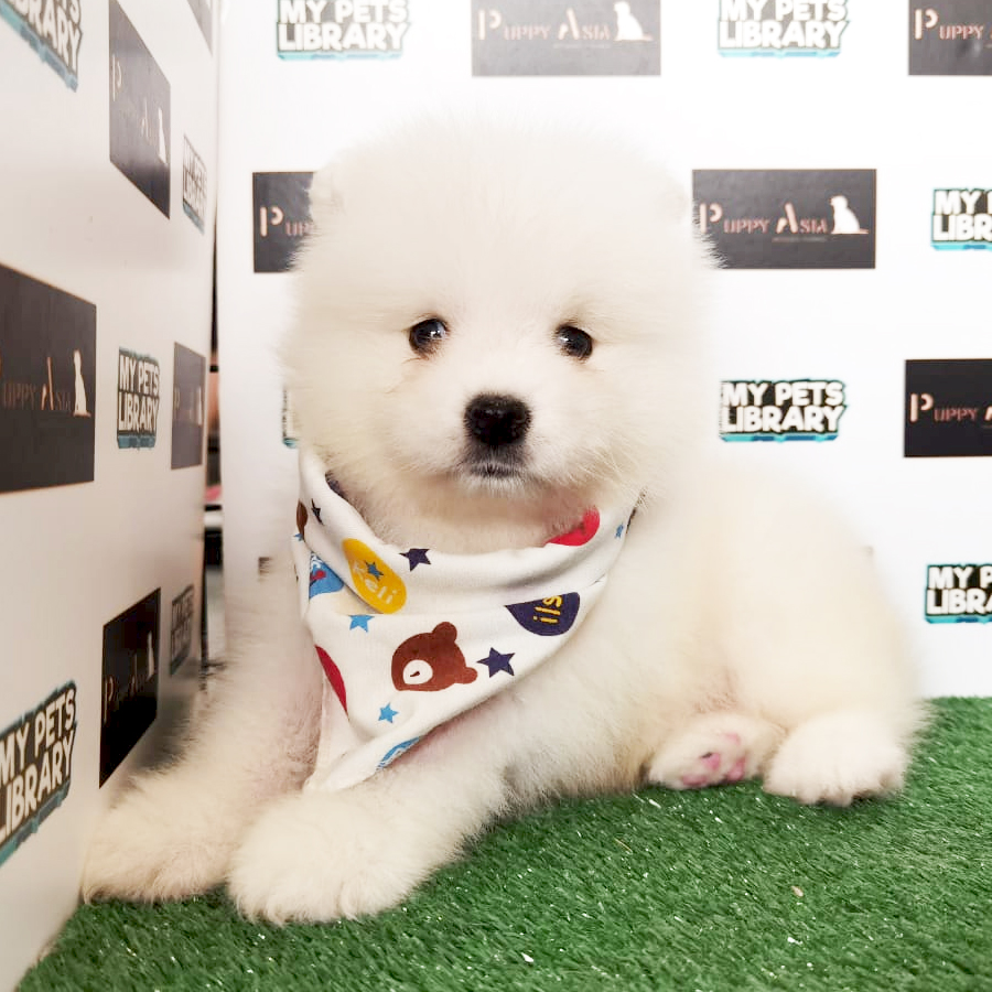 Samoyed Puppy (Male) For Sale