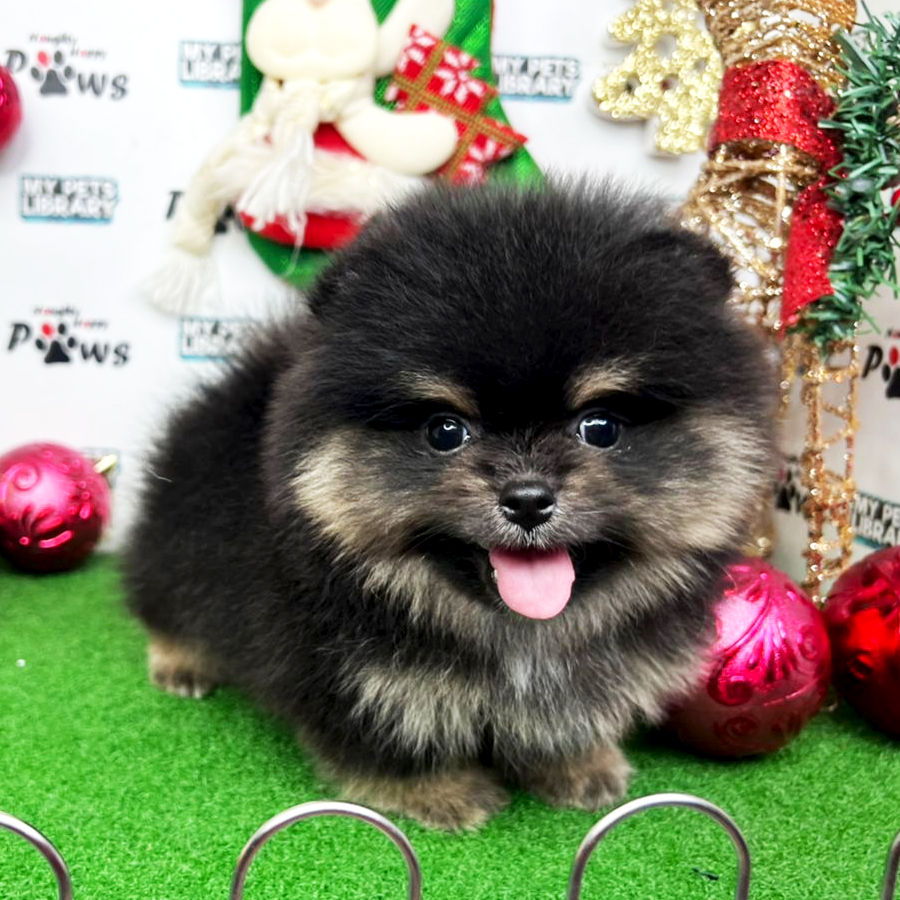Pomeranian Puppy (Male) For Sale