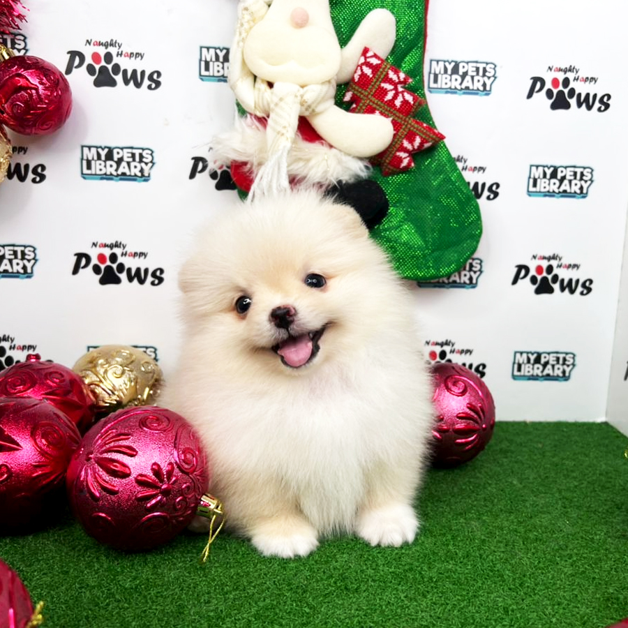Pomeranian Puppy (Female) For Sale