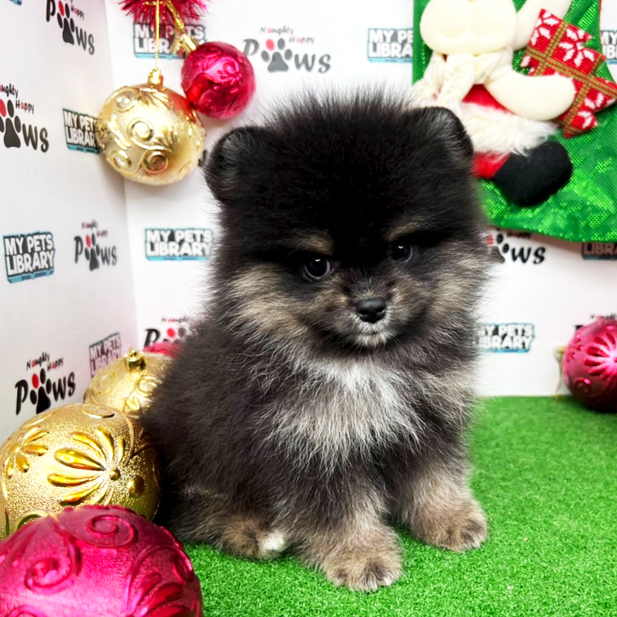 Pomeranian Puppy (Male) For Sale