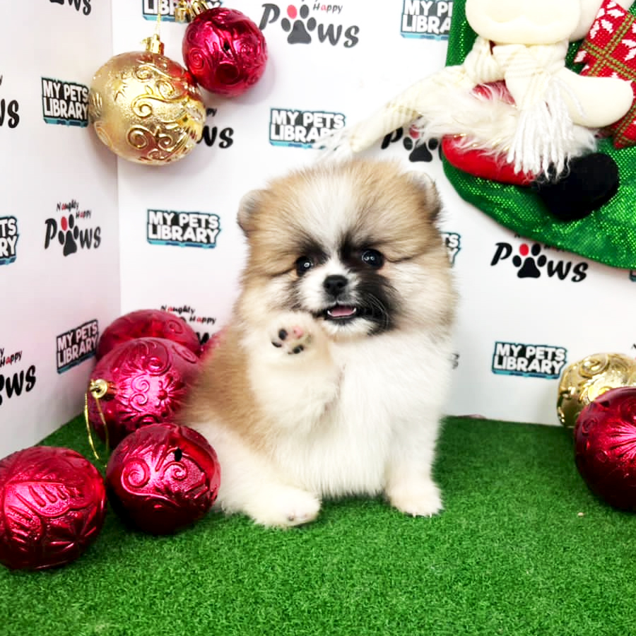 Pomeranian Puppy (Male) For Sale