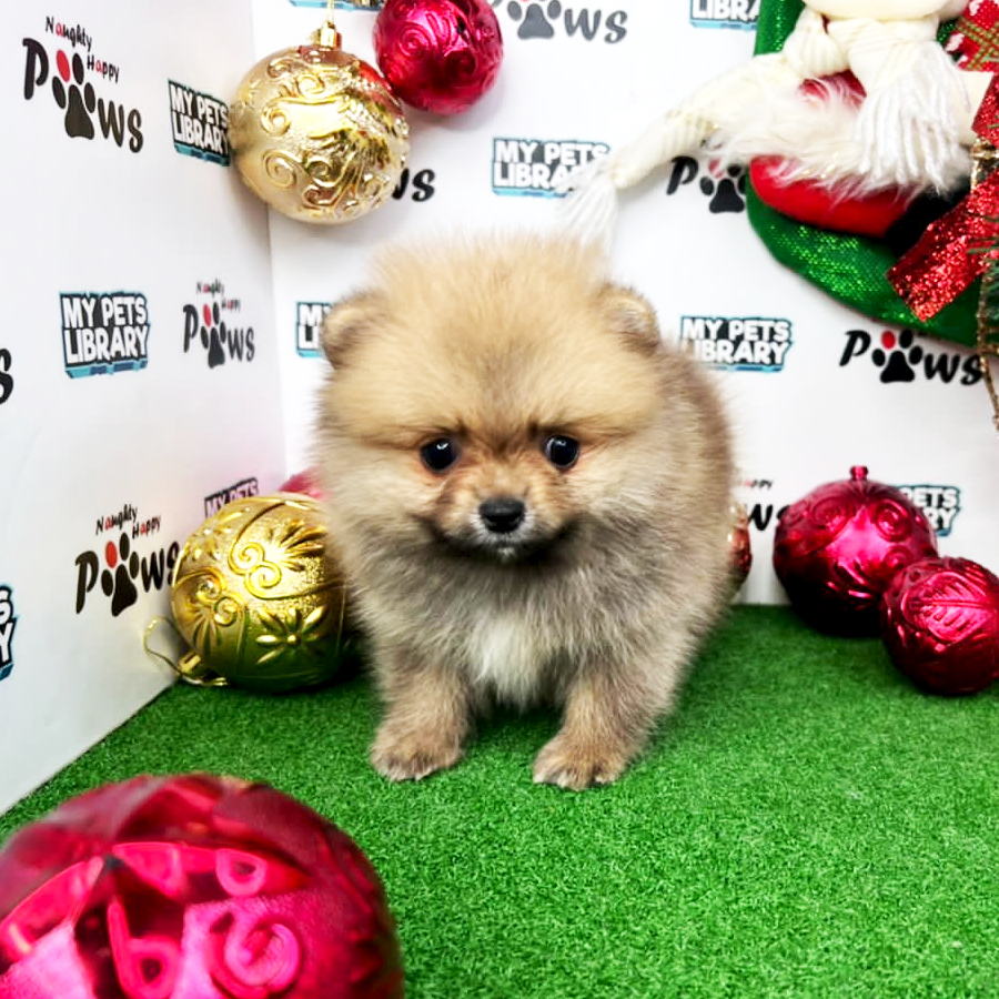 Pomeranian Puppy (Male) For Sale